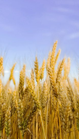 brown-wheat-field-under-blue-sky-3930616